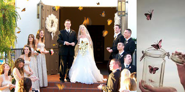 Vlinders op je bruiloft